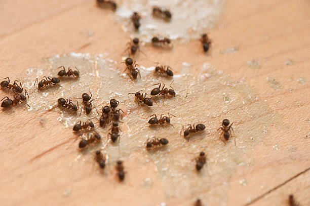 Best Residential Pest Control  in Gold River, CA