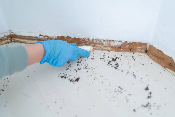 Best Affordable Pest Control Services  in Gold River, CA